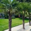 Windmill Cold Hardy Palm Tree - 2 Gallon Pot -Garden Plants trachycarpus fortunei windmill palm 12