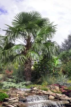 Windmill Cold Hardy Palm Tree - 2 Gallon Pot -Garden Plants trachycarpus fortunei windmill palm 13