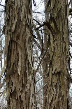 Shagbark Hickory Tree (Carya Ovata) - 3 Gallon Pot 19 Shagbark Hickory Tree (Carya Ovata) - 3 Gallon Pot -Garden Plants tree hickory shagbark 500x750 1