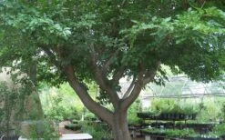 Red Mulberry Tree (Morus Rubra) - 3 Gallon Pot -Garden Plants tree red mulberry 3 800x500 1