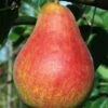 Combo European Pear Tree (5 Varieties) -Garden Plants ubileen pear c0a0a025 0c48 42ed 8a1a 9a0bbf024063