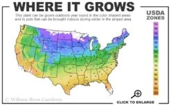 Rosemoor Clematis - 1 Gallon Pot -Garden Plants usda zone map 15