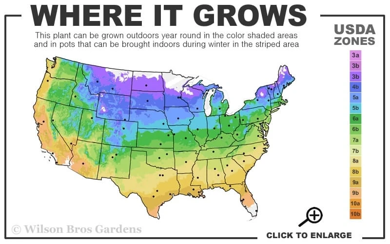 Madame Julia Correvon Clematis - 1 Gallon Pot 5 Madame Julia Correvon Clematis - 1 Gallon Pot - Image 3