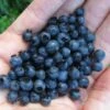 Wild Lowbush Blueberry Plant - 1 Gallon -Garden Plants vaccinium angustifolium low bush blueberry 8