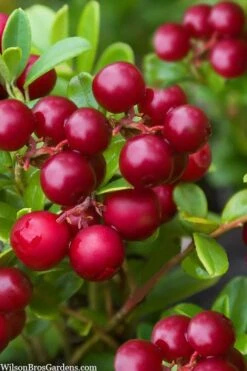 Red Candy Ligonberry (Vaccinum Vitis-idaea) - 1 Gallon 9 Red Candy Ligonberry (Vaccinum Vitis-idaea) - 1 Gallon -Garden Plants vaccinum vitis idaea red candy ligonberry 2
