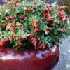 Red Candy Ligonberry (Vaccinum Vitis-idaea) - 1 Gallon 1 Red Candy Ligonberry (Vaccinum Vitis-idaea) - 1 Gallon -Garden Plants vaccinum vitis idaea red candy ligonberry 3