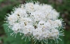 Maple Leaf Viburnum - 3 Pack Of 1.5 Quart Pots -Garden Plants viburnum acerifolium maple leaf 15 1