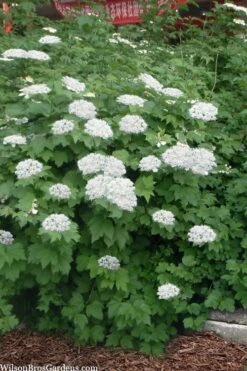 Maple Leaf Viburnum - 3 Gallon Pot 16 Maple Leaf Viburnum - 3 Gallon Pot -Garden Plants viburnum acerifolium maple leaf 16 2