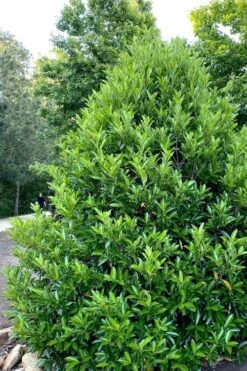 Mirror Leaf Sweet Viburnum - 7 Gallon Pot (3-4') 10 Mirror Leaf Sweet Viburnum - 7 Gallon Pot (3-4') -Garden Plants viburnum awabuki chindo 3