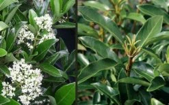 Mirror Leaf Sweet Viburnum - 7 Gallon Pot (2-3') -Garden Plants viburnum awabuki chindo 4 3