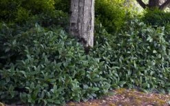 David Viburnum - 3 Gallon Pot -Garden Plants viburnum davidii 12