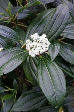 David Viburnum - 3 Gallon Pot -Garden Plants viburnum davidii 16