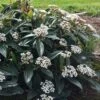 David Viburnum - 3 Gallon Pot -Garden Plants viburnum davidii 18