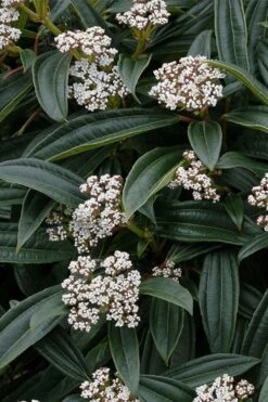 David Viburnum - 3 Gallon Pot -Garden Plants viburnum davidii 3