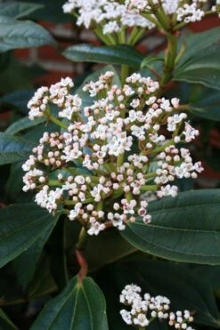 David Viburnum - 3 Gallon Pot -Garden Plants viburnum davidii 5