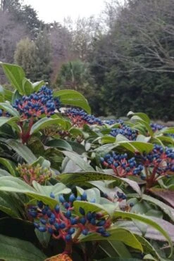 David Viburnum - 3 Gallon Pot -Garden Plants viburnum davidii 6