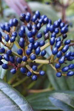 David Viburnum - 3 Gallon Pot -Garden Plants viburnum davidii 7