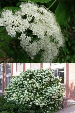 Arrowwood Viburnum - 3 Gallon Pot 13 Arrowwood Viburnum - 3 Gallon Pot -Garden Plants viburnum dentatum arrowwood 3