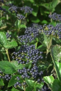 Arrowwood Viburnum - 3 Gallon Pot