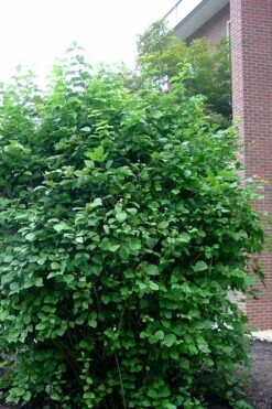 Arrowwood Viburnum - 3 Gallon Pot 15 Arrowwood Viburnum - 3 Gallon Pot -Garden Plants viburnum dentatum arrowwood 7