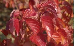 Arrowwood Viburnum - 3 Gallon Pot 16 Arrowwood Viburnum - 3 Gallon Pot -Garden Plants viburnum dentatum arrowwood 9