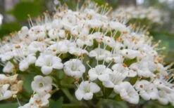 Mohican Arrowwood Viburnum - 6 Gallon Pot (4-5') -Garden Plants viburnum lantana mohican 1