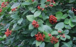 Mohican Arrowwood Viburnum - 6 Gallon Pot (4-5') -Garden Plants viburnum lantana mohican 3
