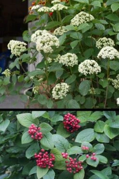 Mohican Arrowwood Viburnum - 6 Gallon Pot (4-5') -Garden Plants viburnum lantana mohican 4
