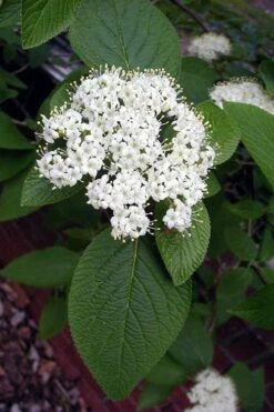 Mohican Arrowwood Viburnum - 6 Gallon Pot (4-5') -Garden Plants viburnum lantana mohican 5