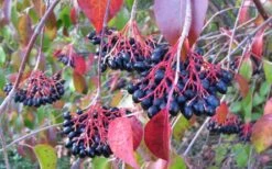 Nannyberry Viburnum - 3 Gallon Pot -Garden Plants viburnum lentago nannyberry 2