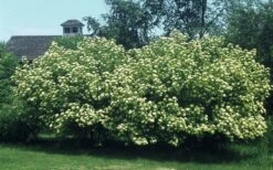 Nannyberry Viburnum - 3 Gallon Pot -Garden Plants viburnum lentago nannyberry 4