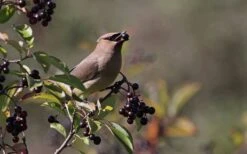 Nannyberry Viburnum - 3 Gallon Pot -Garden Plants viburnum lentago nannyberry 5