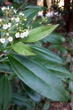 Moonlit Lace Viburnum - 3 Gallon Pot -Garden Plants viburnum moonlit lace 5