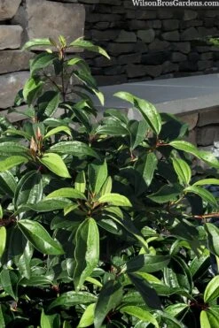 Moonlit Lace Viburnum - 1 Gallon Pot -Garden Plants viburnum moonlit lace 8 1