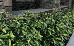 Moonlit Lace Viburnum - 7 Gallon Pot -Garden Plants viburnum moonlit lace 9 3