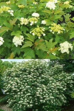 Dwarf European Cranberry Bush - 1 Gallon Pot -Garden Plants viburnum opulus compactum dwarf european cranberry bush 10