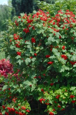 Dwarf European Cranberry Bush - 5 Gallon Pot 14 Dwarf European Cranberry Bush - 5 Gallon Pot -Garden Plants viburnum opulus compactum dwarf european cranberry bush 3 1