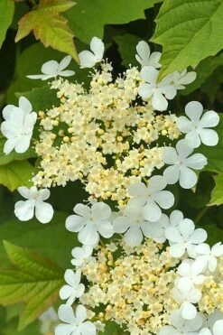 Dwarf European Cranberry Bush - 1 Gallon Pot -Garden Plants viburnum opulus compactum dwarf european cranberry bush 4