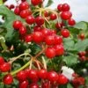 Dwarf European Cranberry Bush - 5 Gallon Pot -Garden Plants viburnum opulus compactum dwarf european cranberry bush 9 1