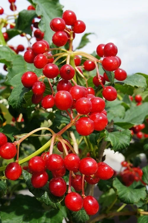 Dwarf European Cranberry Bush - 5 Gallon Pot 3 Dwarf European Cranberry Bush - 5 Gallon Pot