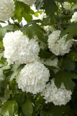 Eastern Snowball Viburnum Bush - 3 Gallon Pot -Garden Plants viburnum opulus sterile eastern snowball 2 1