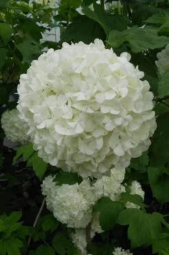 Eastern Snowball Viburnum Bush - 1 Gallon Pot 14 Eastern Snowball Viburnum Bush - 1 Gallon Pot -Garden Plants viburnum opulus sterile eastern snowball 3