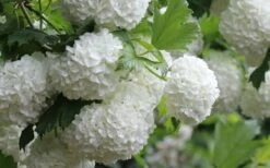 Eastern Snowball Viburnum Bush - 3 Gallon Pot -Garden Plants viburnum opulus sterile eastern snowball 4 1