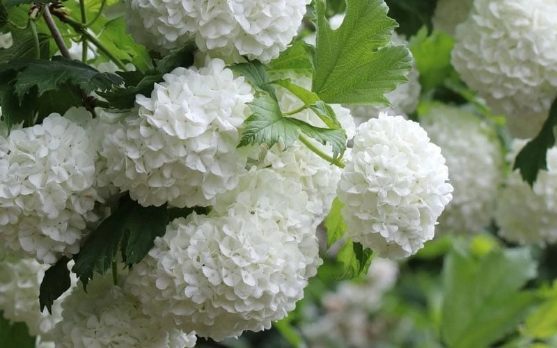 Eastern Snowball Viburnum Bush - 1 Gallon Pot 10 Eastern Snowball Viburnum Bush - 1 Gallon Pot - Image 8