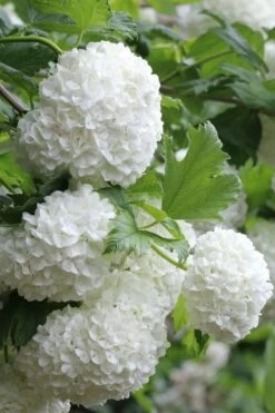 Eastern Snowball Viburnum Bush - 1 Gallon Pot 15 Eastern Snowball Viburnum Bush - 1 Gallon Pot -Garden Plants viburnum opulus sterile eastern snowball 5