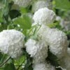 Eastern Snowball Viburnum Bush - 1 Gallon Pot -Garden Plants viburnum opulus sterile eastern snowball 6