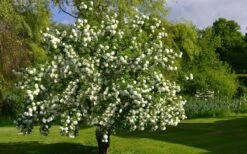 Eastern Snowball Viburnum Bush - 1 Gallon Pot 13 Eastern Snowball Viburnum Bush - 1 Gallon Pot -Garden Plants viburnum opulus sterile eastern snowball 9