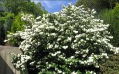 Japanese Snowball Bush (Viburnum Plicatum) - 2 Gallon Pot 11 Japanese Snowball Bush (Viburnum Plicatum) - 2 Gallon Pot -Garden Plants viburnum plicatum japanese snowball bush flowers 15