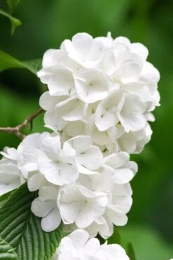 Japanese Snowball Bush (Viburnum Plicatum) - 2 Gallon Pot 12 Japanese Snowball Bush (Viburnum Plicatum) - 2 Gallon Pot -Garden Plants viburnum plicatum japanese snowball flowers 10