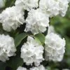 Japanese Snowball Bush (Viburnum Plicatum) - 2 Gallon Pot -Garden Plants viburnum plicatum japanese snowball flowers 14